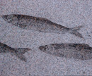 Fisk i byhaven